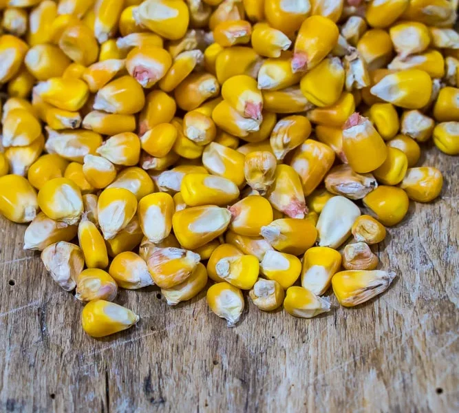 corn2