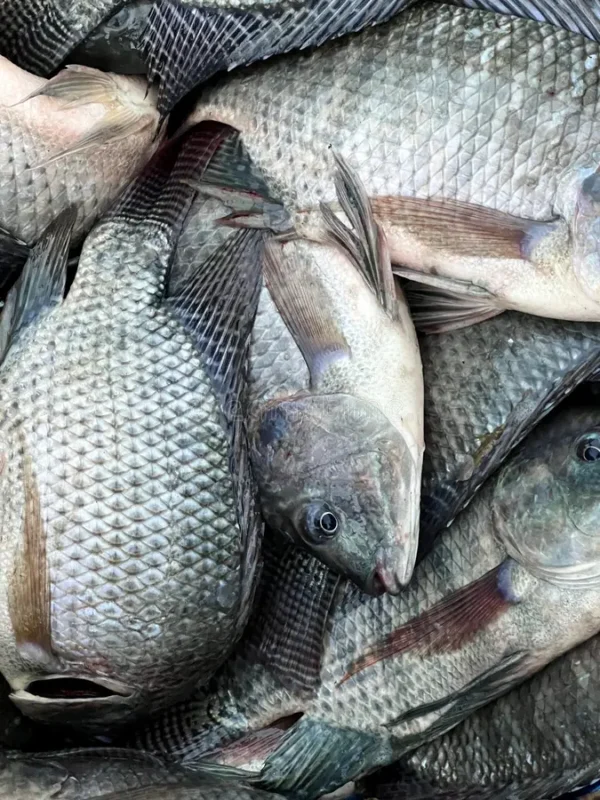 Tilapia fish - Image 3