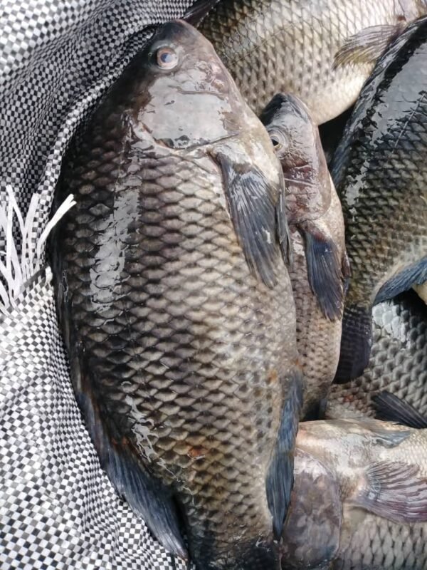 Tilapia fish - Image 2